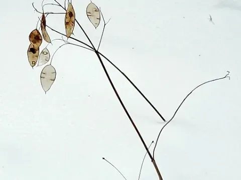 Perennial honesty