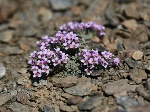 Ptilotrichum purpureum