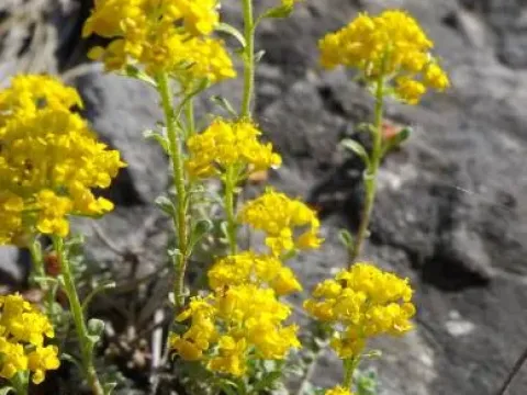 Alyssum serpyllifolium