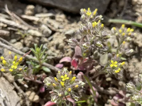 Alyssum minutum