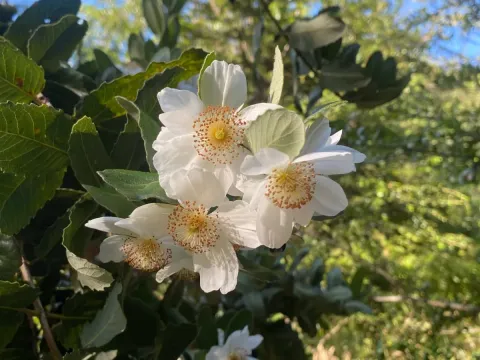 Eucryphia