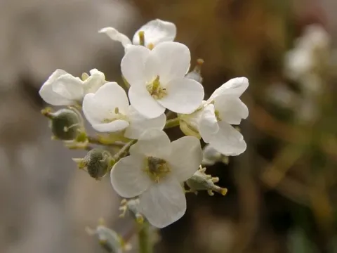 Aurinia cyclocarpa
