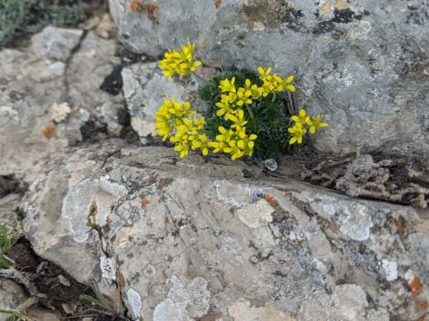 Spanish whitlow-grass