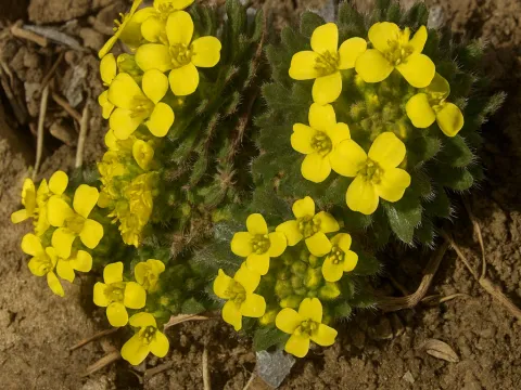 Parnassian whitlow-grass