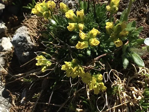Draba hoppeana