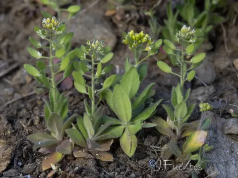 Yellow whitlow-grass