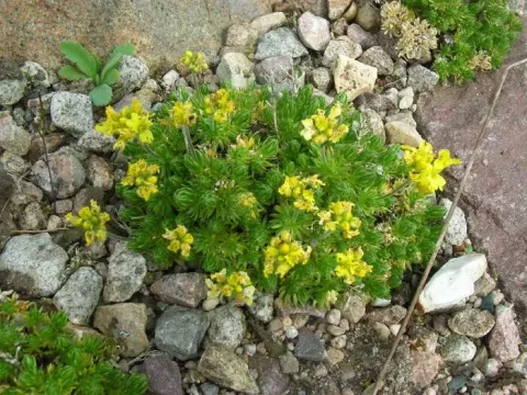 Draba loiseleurii