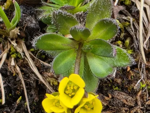 Alpine whitlow-grass