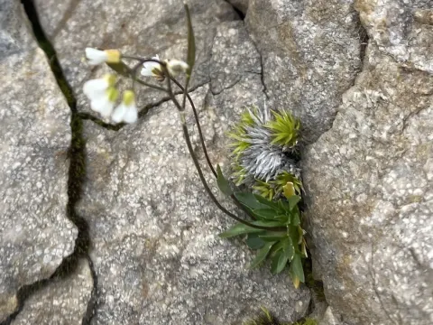 Draba siliquosa