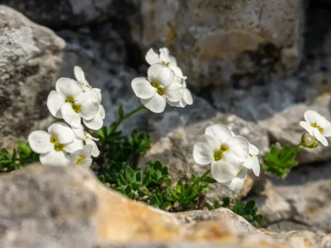Крупка зірчаста