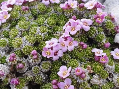 Petrocallis pyrenaica