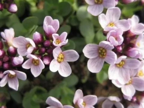 Round-leaved stonecress