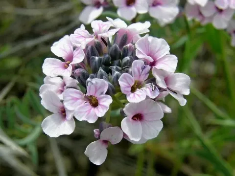 Aethionema polygaloides