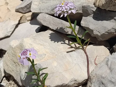 Iberis aurosica