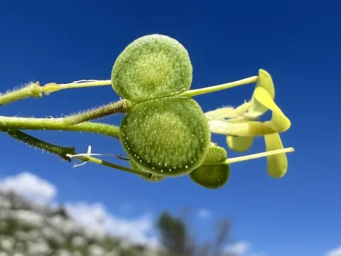 Biscutella cichoriifolia
