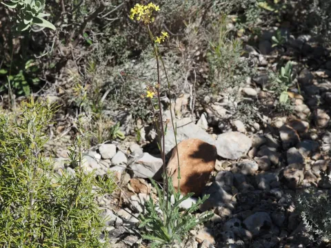 Biscutella coronopifolia