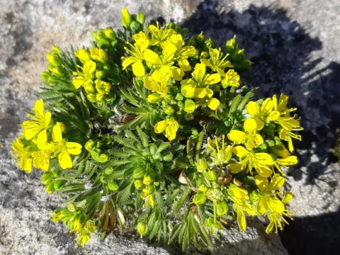Biscutella flexuosa