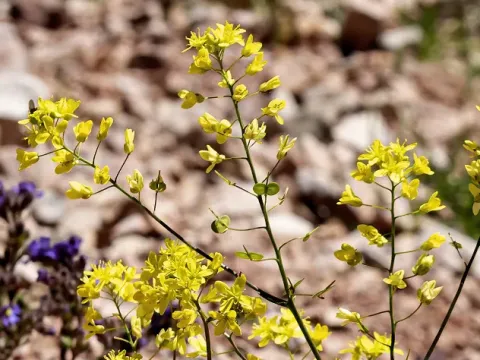 Biscutella brevifolia