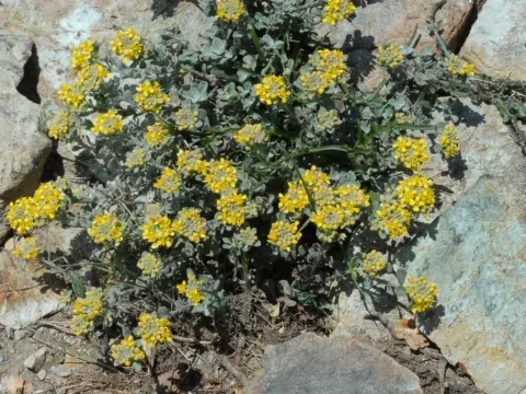 Biscutella rotgesii