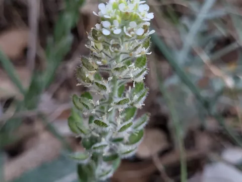 Lepidium hirtum