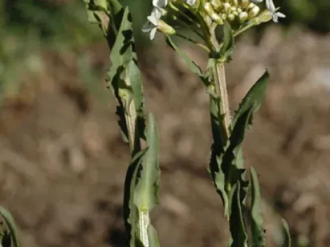 Lepidium villarsii