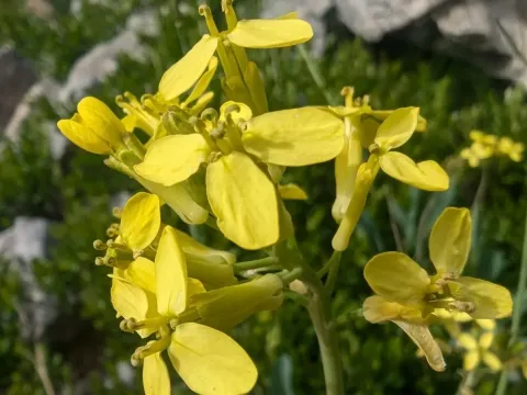 Coincya richeri
