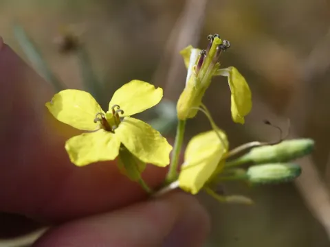Coincya wrightii
