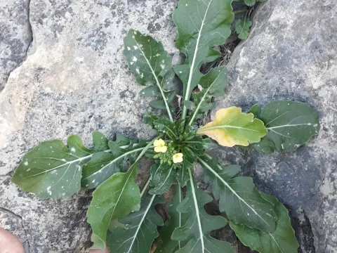 Gravina cabbage