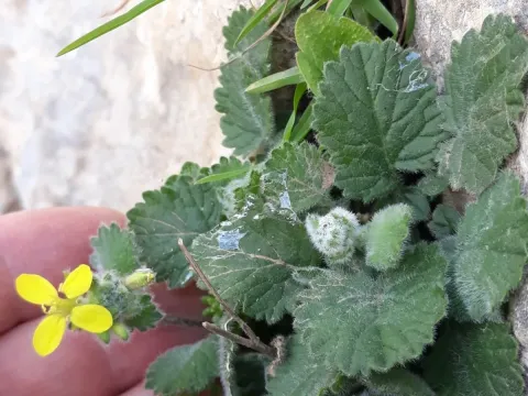 Pubescent mustard