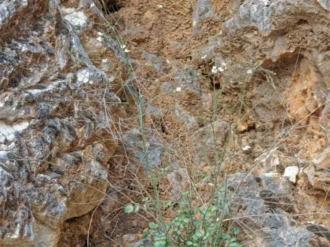 Crambe filiformis