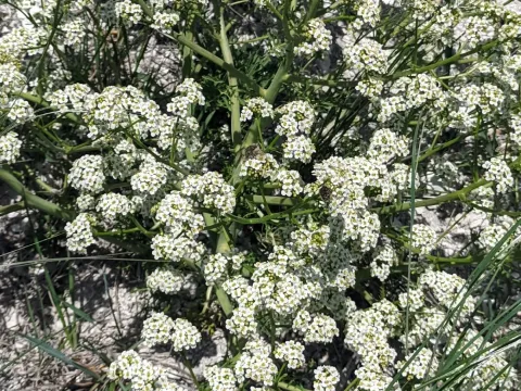 Tartar sea-kale