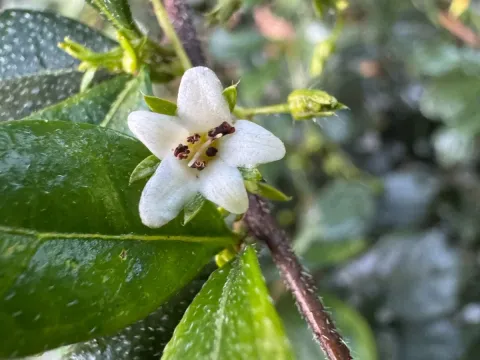 Ehretia