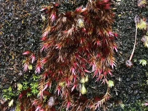 Orthothecium rufescens