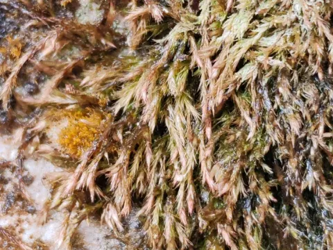 Orthothecium intricatum