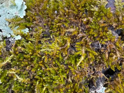 Platygyrium repens