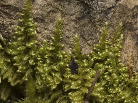 Ctenidium molluscum