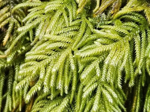 Hyocomium armoricum