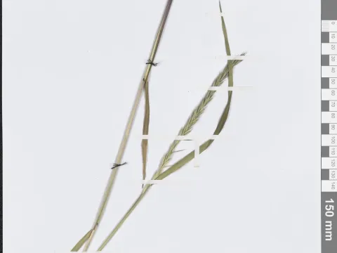 Elymus mutabilis