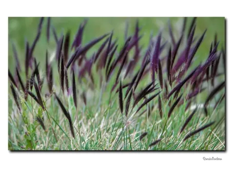 Hordeum pubiflorum