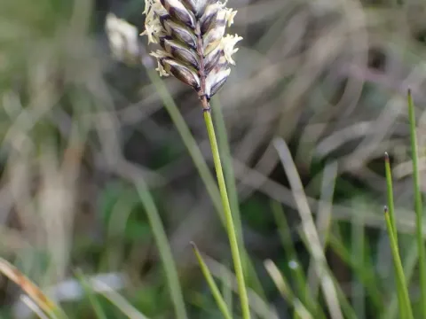 Oreochloa disticha