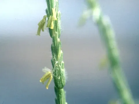 Aegilops mutica