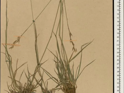 Paulsen's Brome