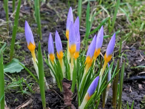Attic crocus