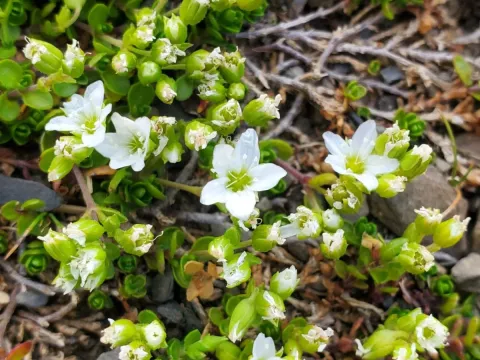 Fringed sandwort
