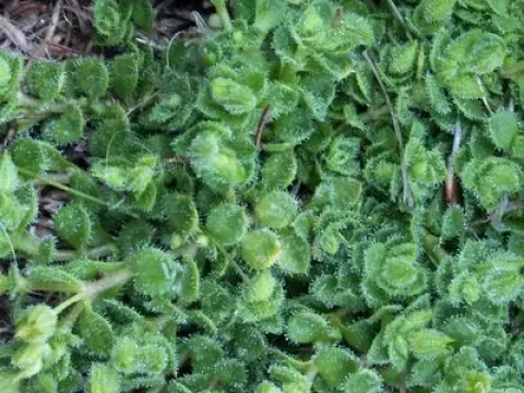 Arenaria marschlinsii
