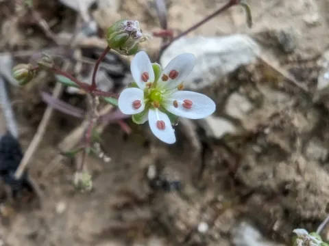 Controversial sandwort