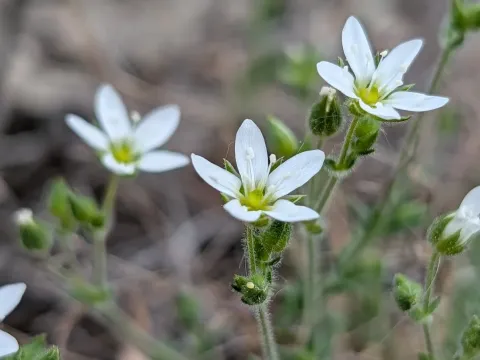 Bristly sandwort