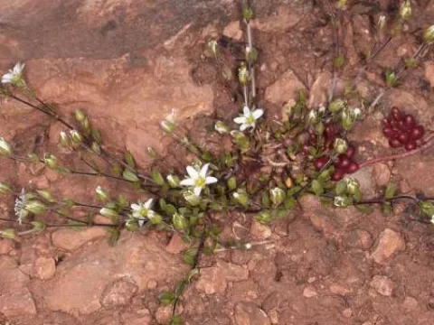 Gothland Sandwort