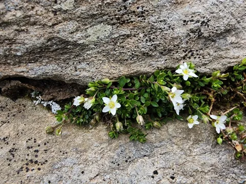 Arenaria biflora