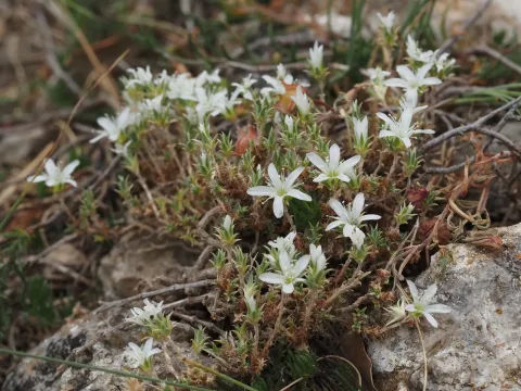 Arenaria aggregata